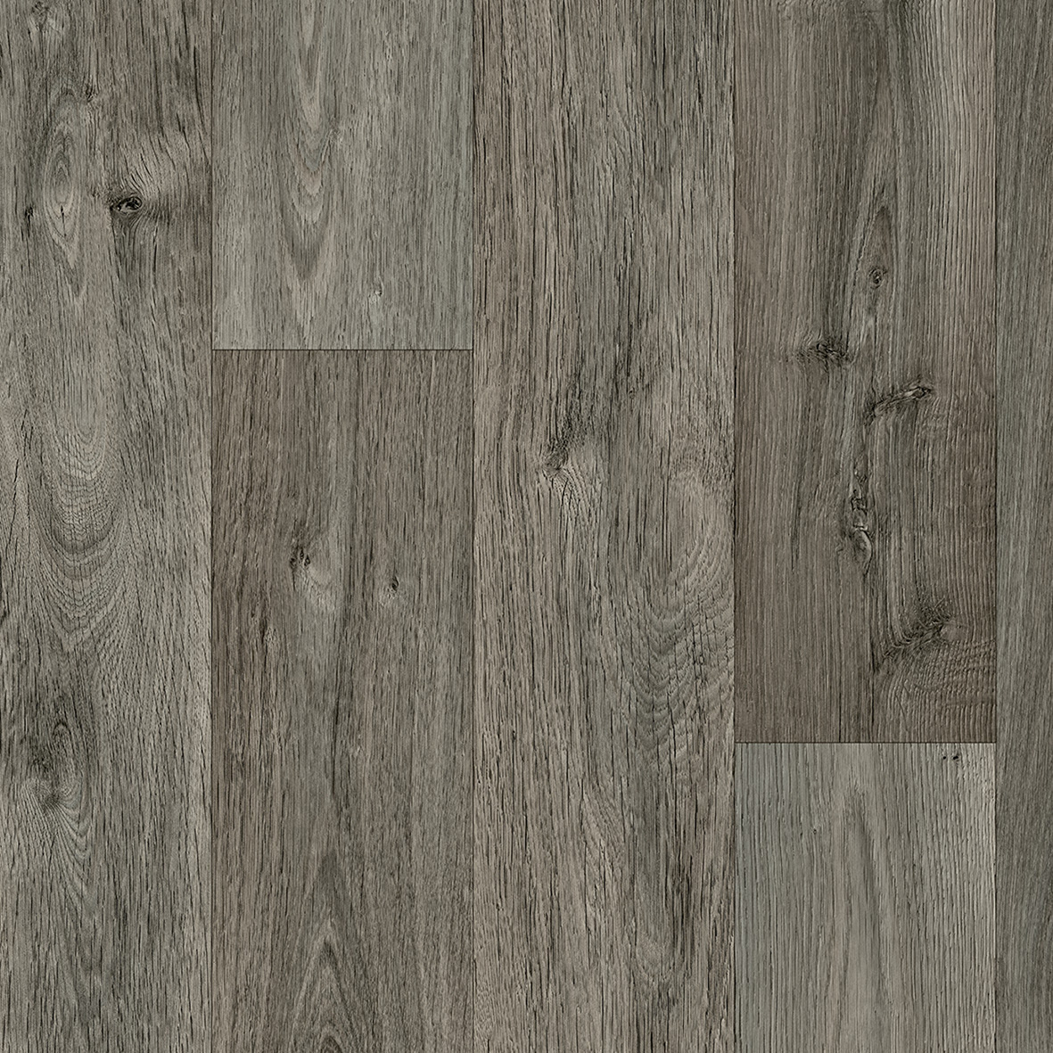 Darwin - OLD ENGLISH OAK